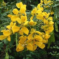 Tangedu Flower